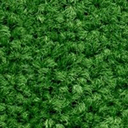 Grass